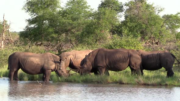 White rhinos move around slowly by a waterhole with green forest in background