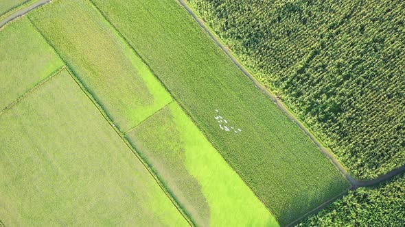 Aerial view of agricultural field in Sapahar, Rajshahi state, Bangladesh.