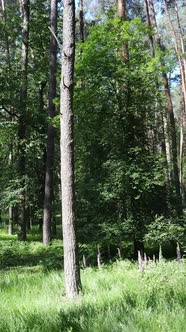 Vertical Video of a Forest with Trees