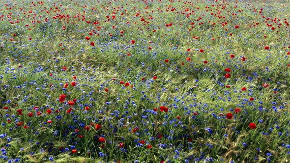 Aerial Cinematic Shooting of Summer Meadow with Blooming Poppies and Cornflowers