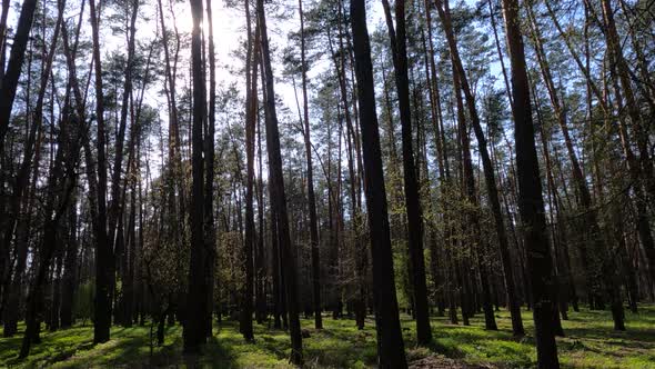 Forest with Pine Trees During the Day POV