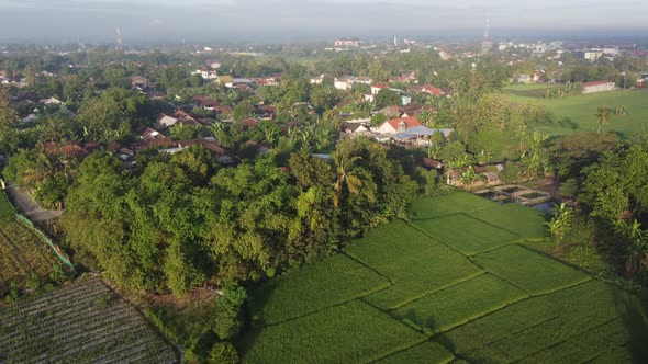 Aerial view of green rice fields in the morning