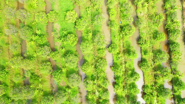 An aerial view over banana and durian plantations