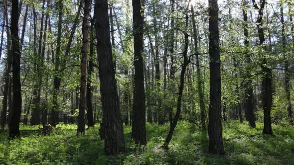 Green Forest During the Day Aerial View