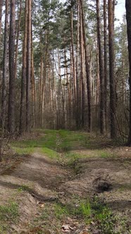 Vertical Video of a Road in the Forest