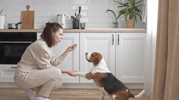 The Female Owner of the Beagle Dog Training and Treats Her Pet with a Treat