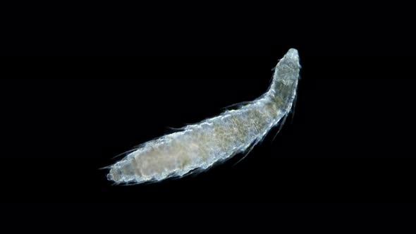 Young polychaeta worm family Iospilidae under a microscope