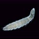 Young polychaeta worm family Iospilidae under a microscope - VideoHive Item for Sale