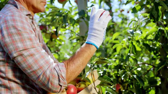 Concept of Agriculture Mature Man Farming