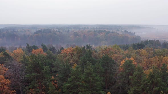 Flying above treetops of autumn forest covered in the fog. Aerial drone view.