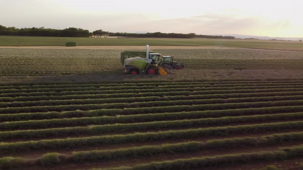 Lavender Agriculture Field Harvest with Tractor in a Farm of Valensole