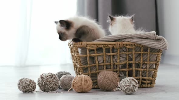 Ragdoll Cat Kittens at Home