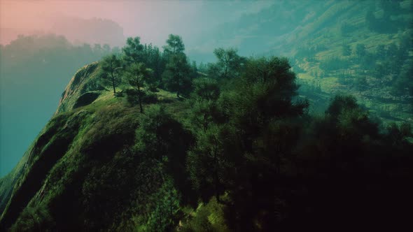 Green Trees in Canyon at Sunset with Fog