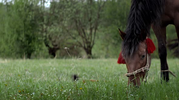 Beautiful brown-chestnut horse grazes on fresh grass on a green meadow. Livestock
