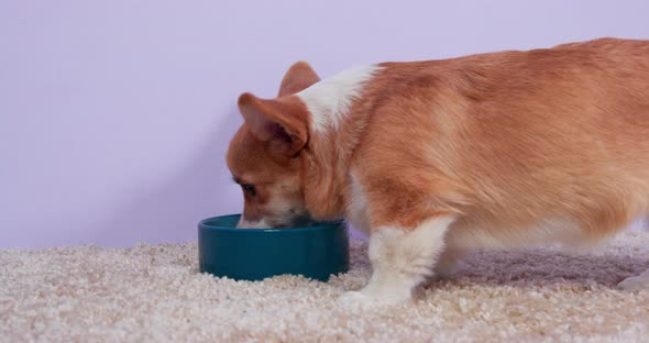 Hungry Welsh Corgi Pembroke or Cardigan Puppy Eats From Ceramic Bowl Standing on Fleecy Carpet Close