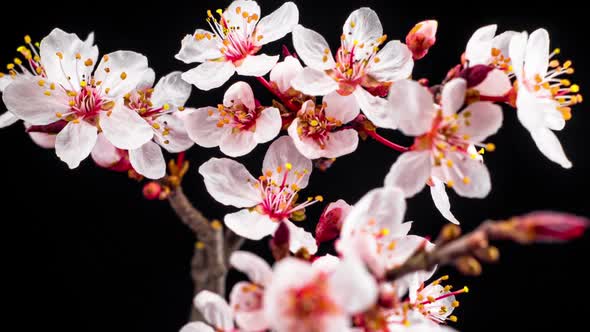 White Flowers Blossoms on the Branches Cherry Tree