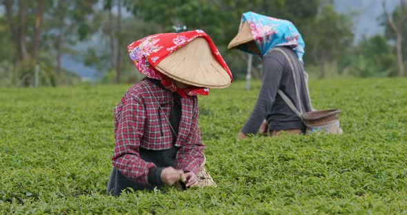 People pick tea leaves in the farm