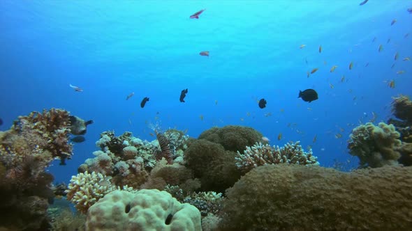 Reef Scene Corals and Fish