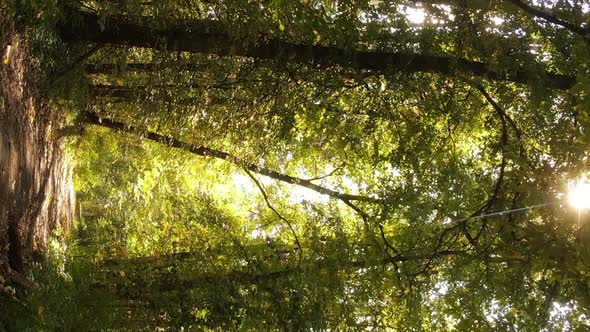 Vertical Video of Forest Landscape in Autumn Slow Motion