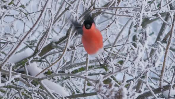 A bullfinch flies up from a snowy branch.