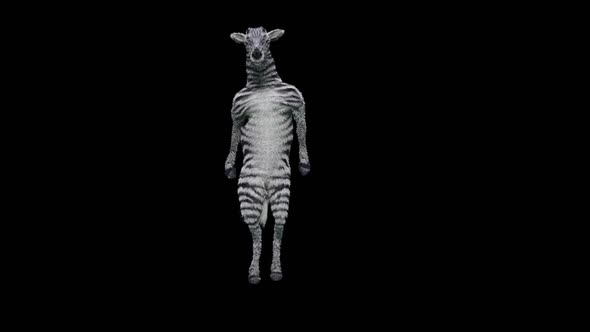 63 Zebra Dancing HD