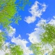 Green Nature Tree Sun Sky Branch Forest Flower Plant Leaves Leaf Park Forest - VideoHive Item for Sale