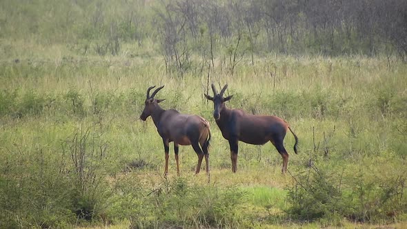 A Pair of Topi in The African Savannah