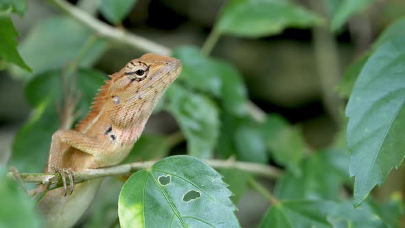 A Small Exotic Bloodsucker Lizard Sits in the Middle of Lush Green Foliage, Jungle in Tropics