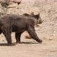 Big Brown Bear Going on a Rocky Territory Covered with Stones in Summer - VideoHive Item for Sale
