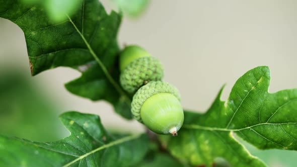 Green Acorn on the Oak. Acorns on the Tree.