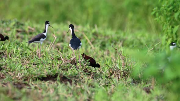 Costa Rica Birds, Black Necked Stilt (himantopus mexicanus) Walking in the Grass on the River Banks