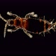 Thysanoptera Under a Microscope, in Agronomy, Most Types of Thrips Are Considered Pests - VideoHive Item for Sale