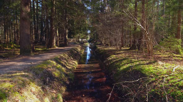 Timelapse of an idyllic creek leading through a forest with a little path for hiking on the left sid