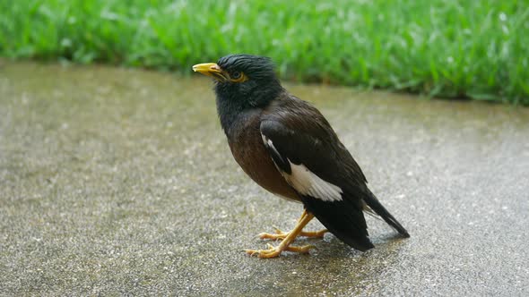 Wet Common Myna Chirps In The Rain