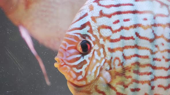 Fish Discus Swiming in Fishtank