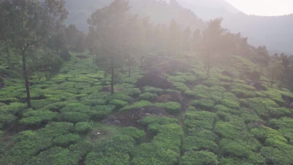 Aerial view of tea plantations in the hills, on a foggy morning, Kerala, India