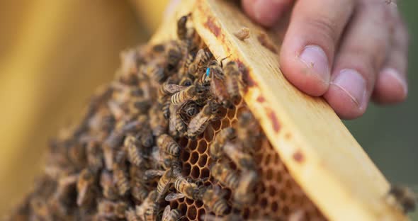 A Closeup on a Wooden Frame Leaning on the Ground on Which a Swarm of Bees is Sitting Making Honey