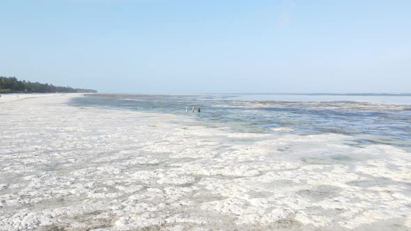 Shore of Zanzibar Island Tanzania at Low Tide