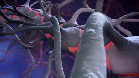 3D Medical Animation of the intravenous passage of blood cells