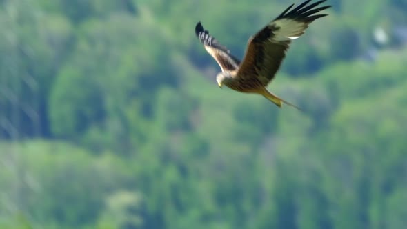 Cinematic aerial track shot of red kite in flight with green forest trees in background. Slow motion