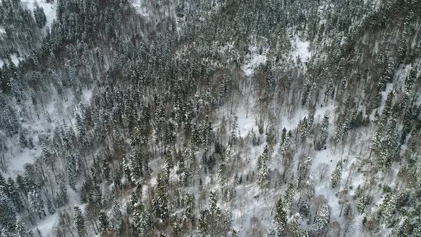 Wild Winter Forest Aerial View