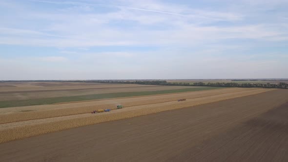 Cornfield Harvesting And Agricultural Fields Landscape