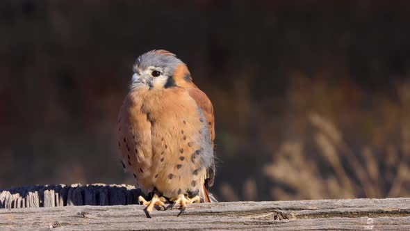 Kestrel perched on a fence