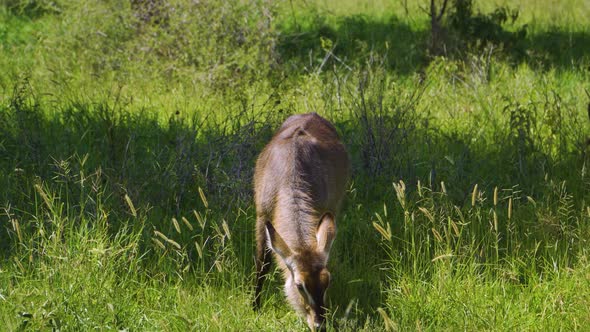 a young African deer eats green grass and looks around in the hot sun of the African savannah