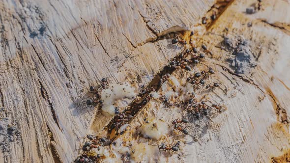 Time-lapse. European Forest Red Wood Ant. Formica,  polyctena.