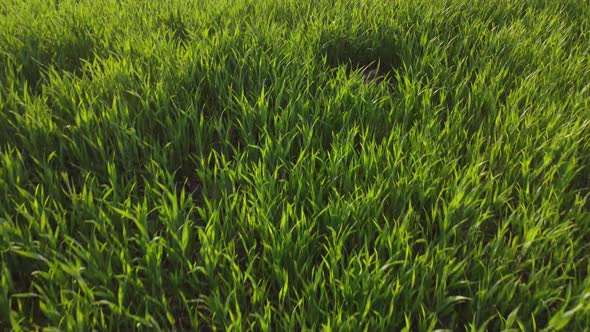 agriculture. green field of early wheat at sunset sunset sunlight movement. green grass sways