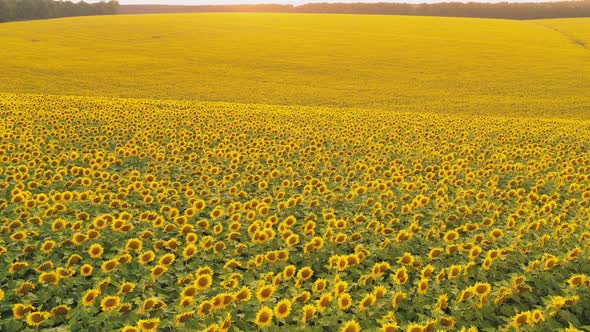 Aerial View of a Blooming Sunflower Field at Sunny Day