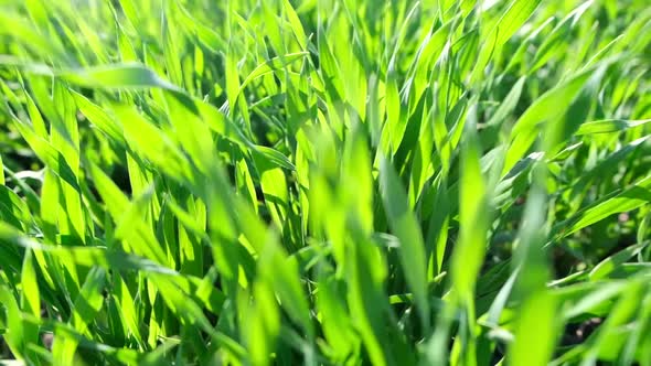 Beautiful Green Grass Shooting in Slow Motion