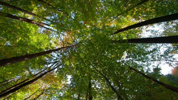 Spinning while looking up into the forest canopy