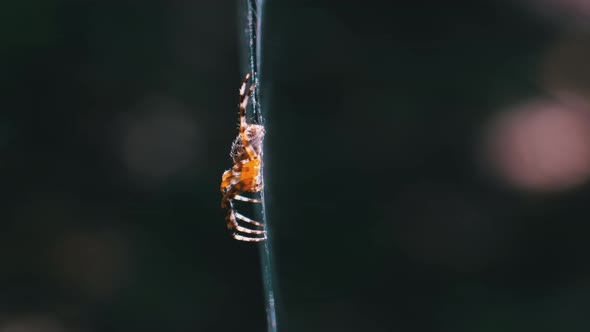 Spider Araneus Closeup on a Web Against a Background of Green Nature